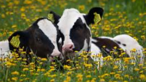 Lay down in green pastures Lay down in green pastures