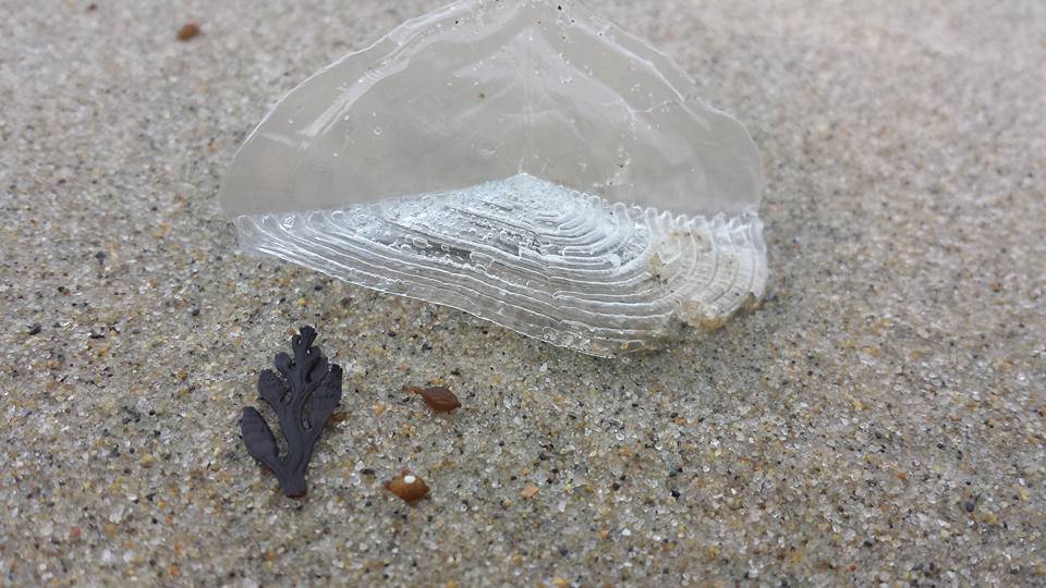 Photo of dead jellyfish taken by author, Deborah-Diane Photo of dead jellyfish taken by author, Deborah-Diane