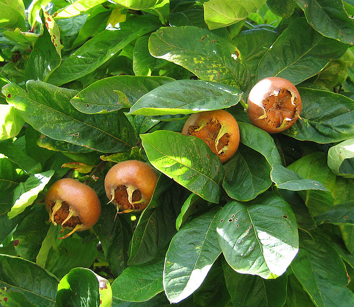 Medlar fruit (image Photograph © Andrew Dunn. Creative Commons Licence).