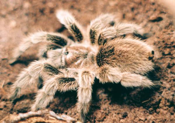 Rosie - My Chilean rose hair tarantula