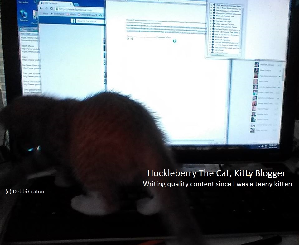 Huckleberry The Cat, writing quality content since I was a teeny kitten
