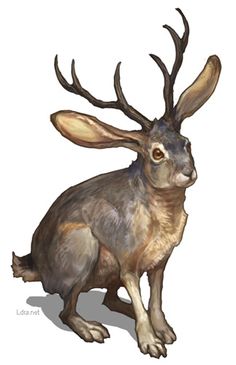 jackalope jackalope