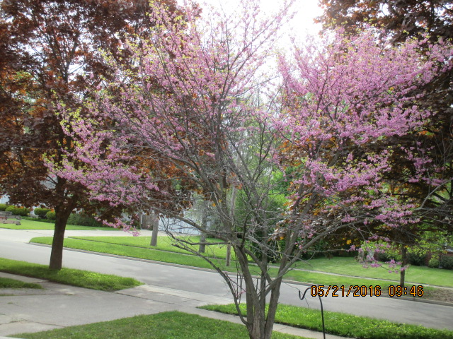 Red bud tree, © Marsha Musselman 2016