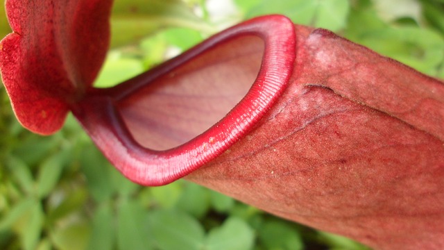 https://pixabay.com/en/carnivorous-plant-plants-red-exotic-454955/ https://pixabay.com/en/carnivorous-plant-plants-red-exotic-454955/