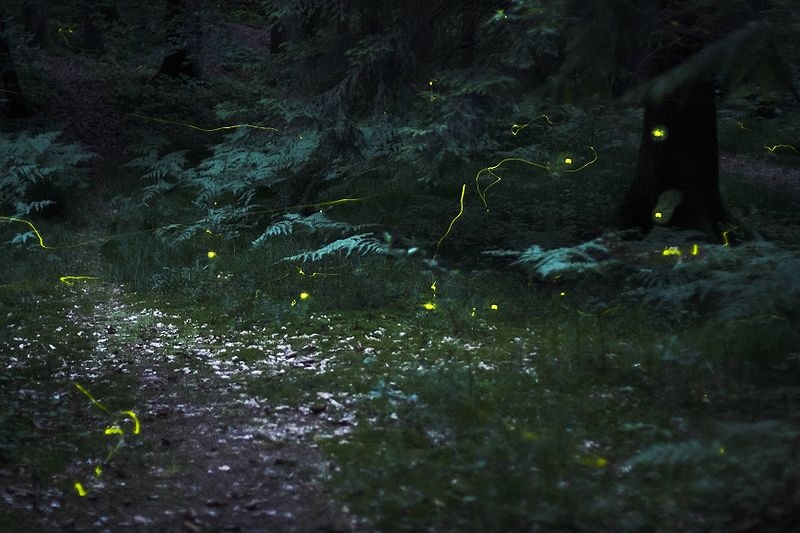 Fireflies - Public Domain Image by Wikipedia