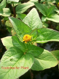 Spilanthes acmella, Toothache plant