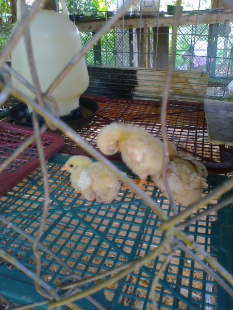 Chicken