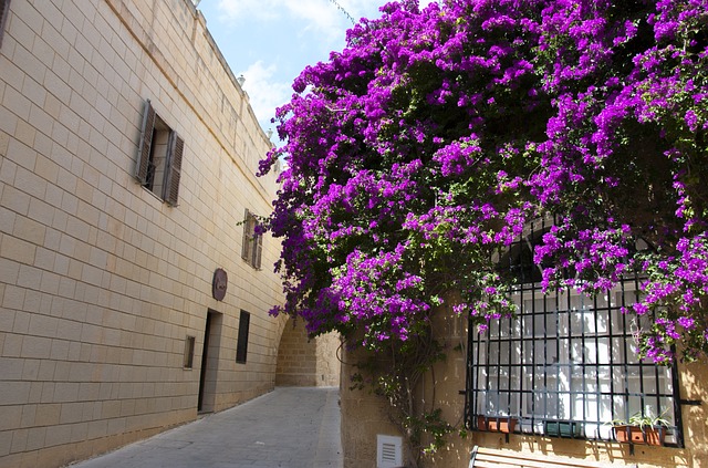 Purple Bougainvillea