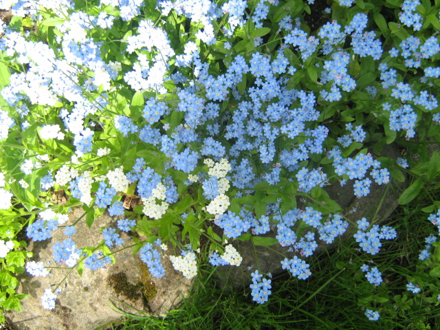 forget me not,