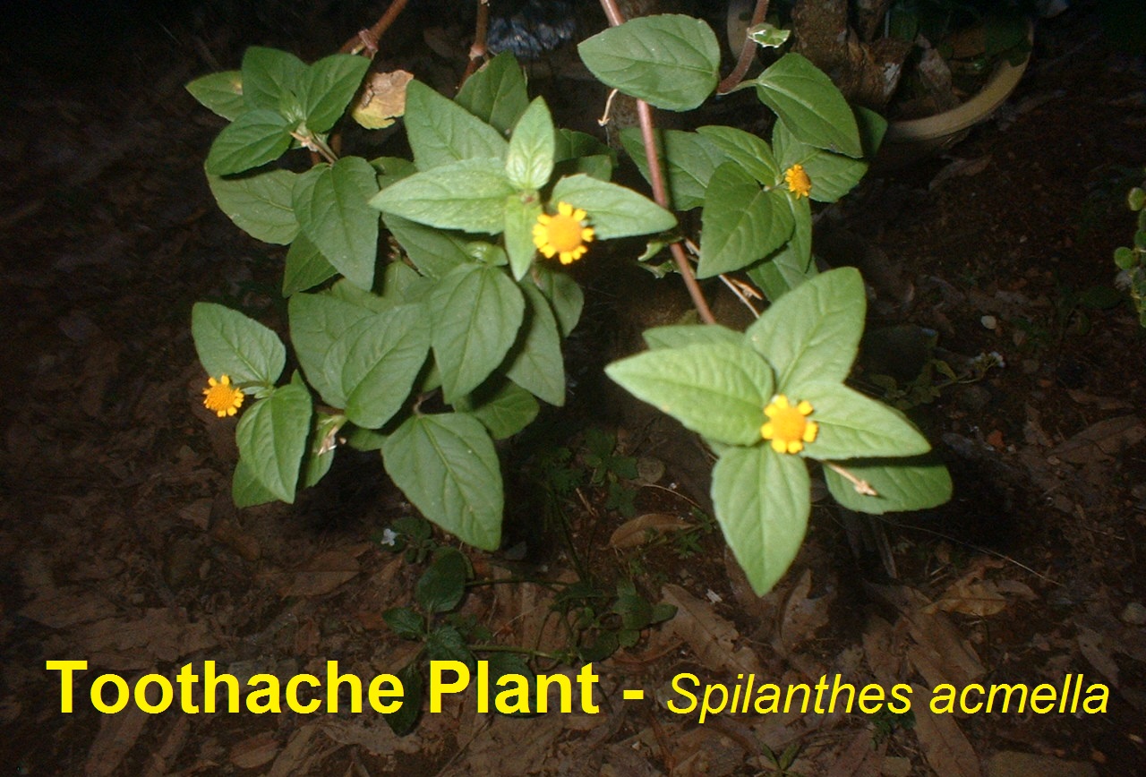 Toothache plant