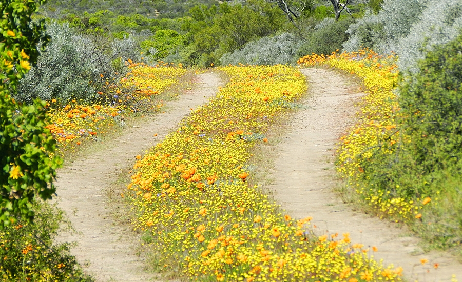 the road paved in flowers