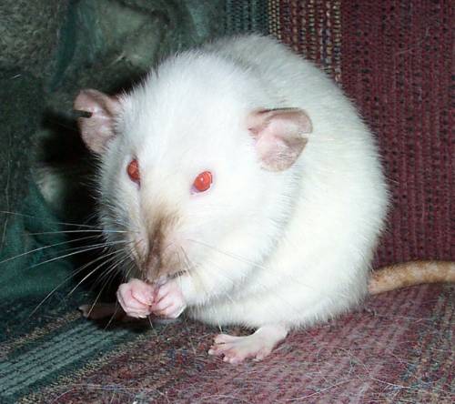 Violet - One of my old rats, Violet.