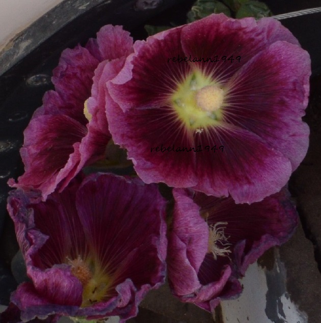 My recent Hollyhock My recent Hollyhock