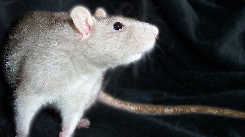 War - One of my rats, War(female).