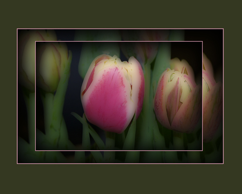 Flowers - This image is another of my favorites. Im really not a flower person but photographing them is fun. I do love tuplips and photographed this to put in my room. I enhanced it in photoshop cs to get the look I wanted. I usually put mats on my images in photoshop so I dont have to buy them. I think I will title this image passion since I like it so much. Shot at 100 ISO at 125/5.6