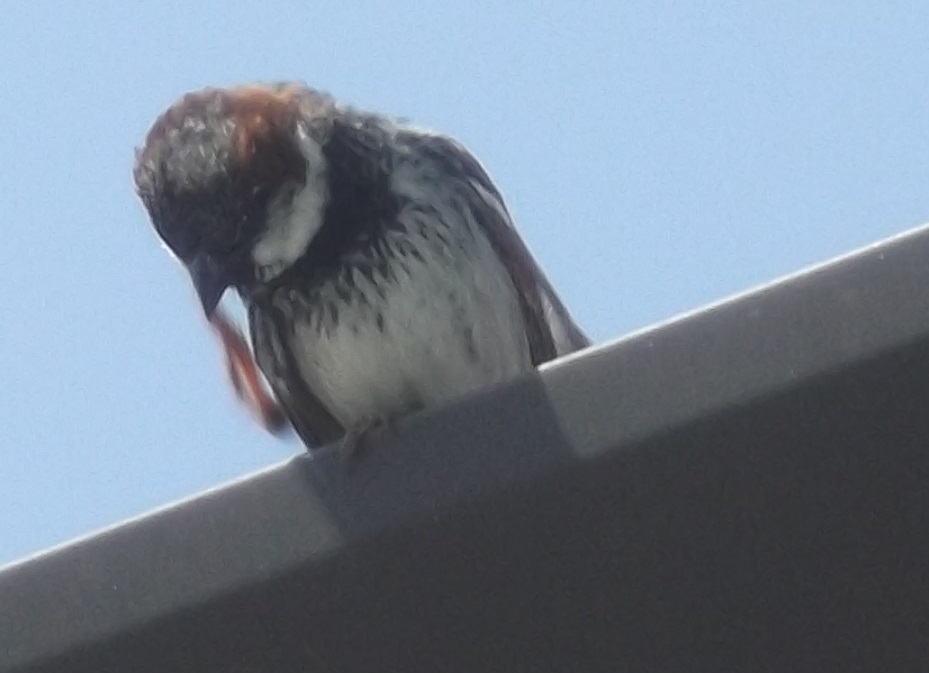 Sparrow on the roof--photo taken by me Sparrow on the roof--photo taken by me