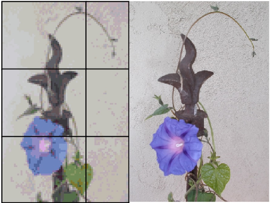 Morning Glory I took a photo of and made into a counted cross stitch pattern Morning Glory I took a photo of and made into a counted cross stitch pattern