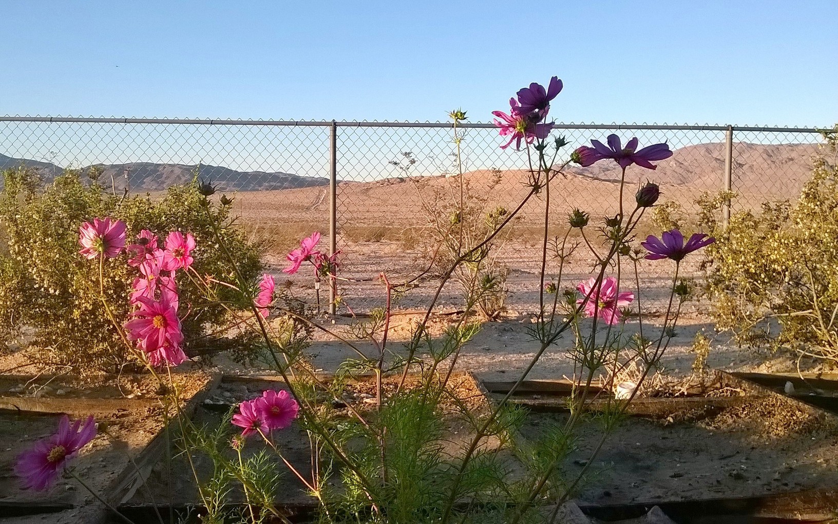 Wildflowers in my garden against the Mojave desert background