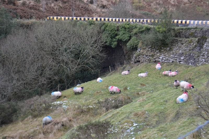 Sheep in the Tipperary Hills of Ireland Sheep in the Tipperary Hills of Ireland