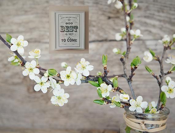cherry blossom cherry blossom