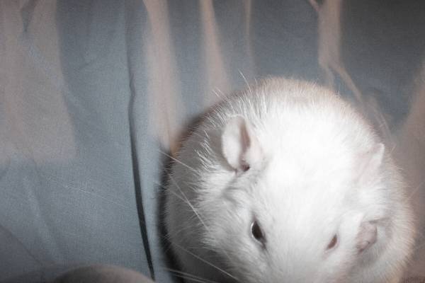 Wyatt - One of my old rats, Wyatt.  This was mostly a shot of his eyes(one pink, one black... aka odd-eyed).