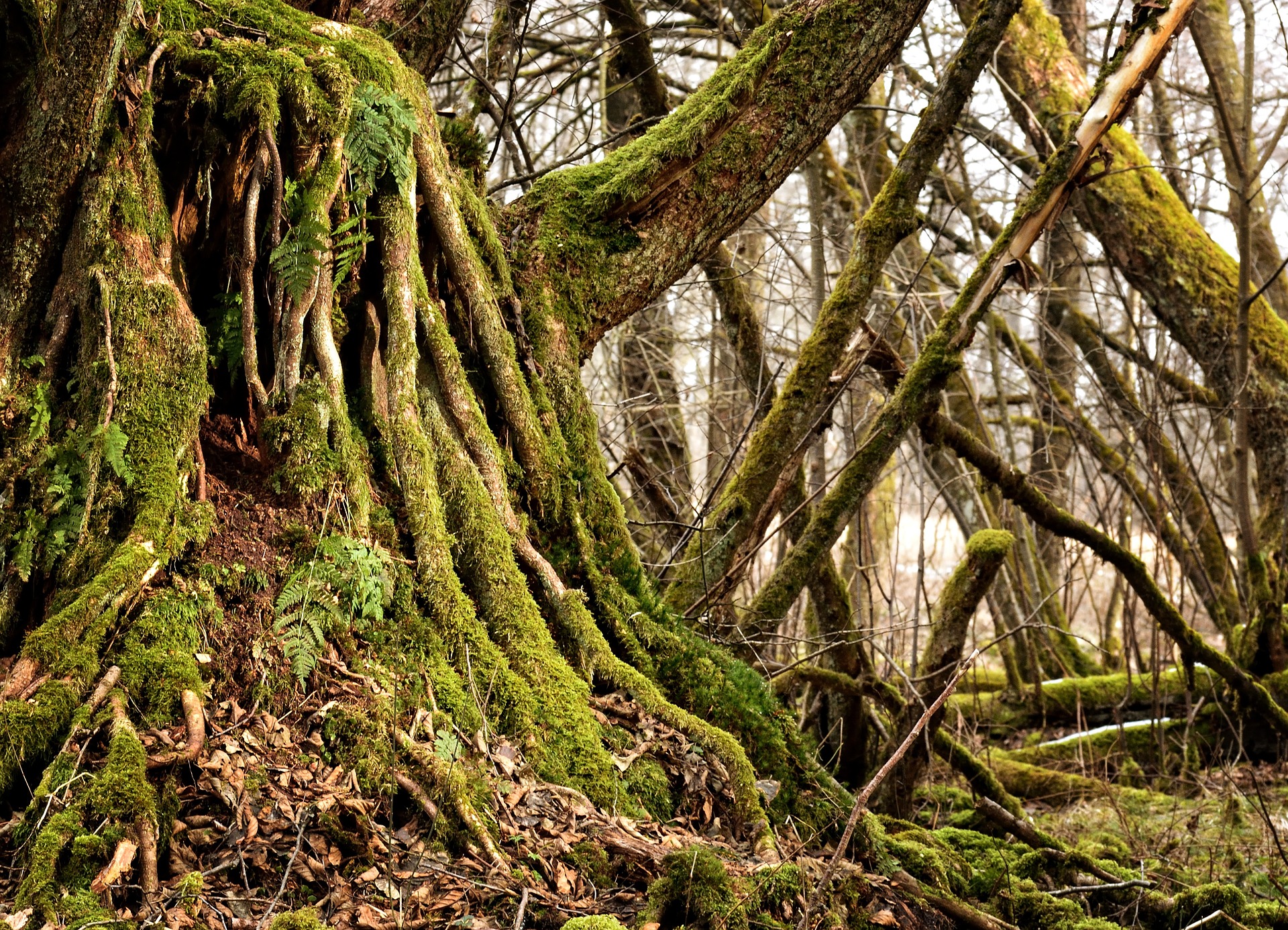 Pixabay image of roots