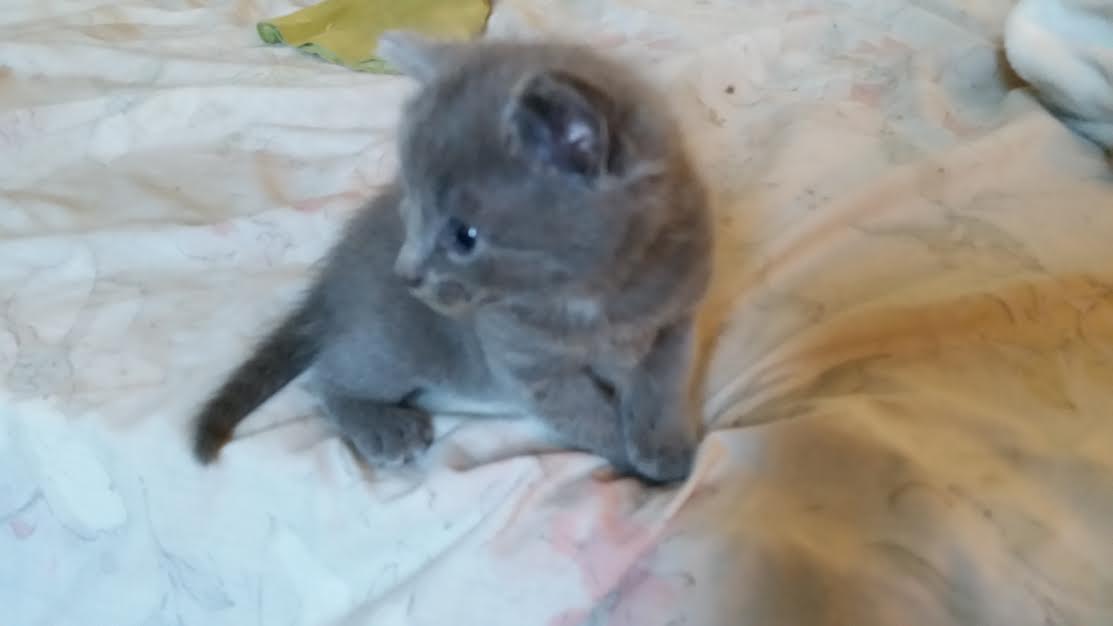 cute gray kitty...almost old enough for her forever home cute gray kitty...almost old enough for her forever home