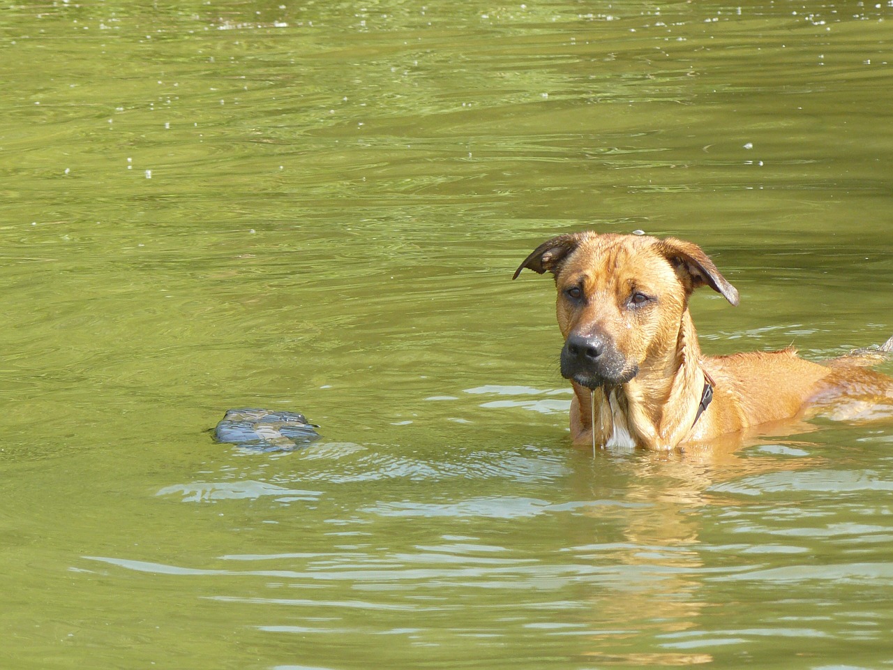https://pixabay.com/en/dog-water-fun-play-sunny-day-1193773/ https://pixabay.com/en/dog-water-fun-play-sunny-day-1193773/