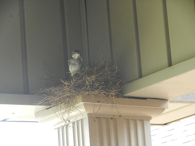 Baby Bluebird Baby Bluebird