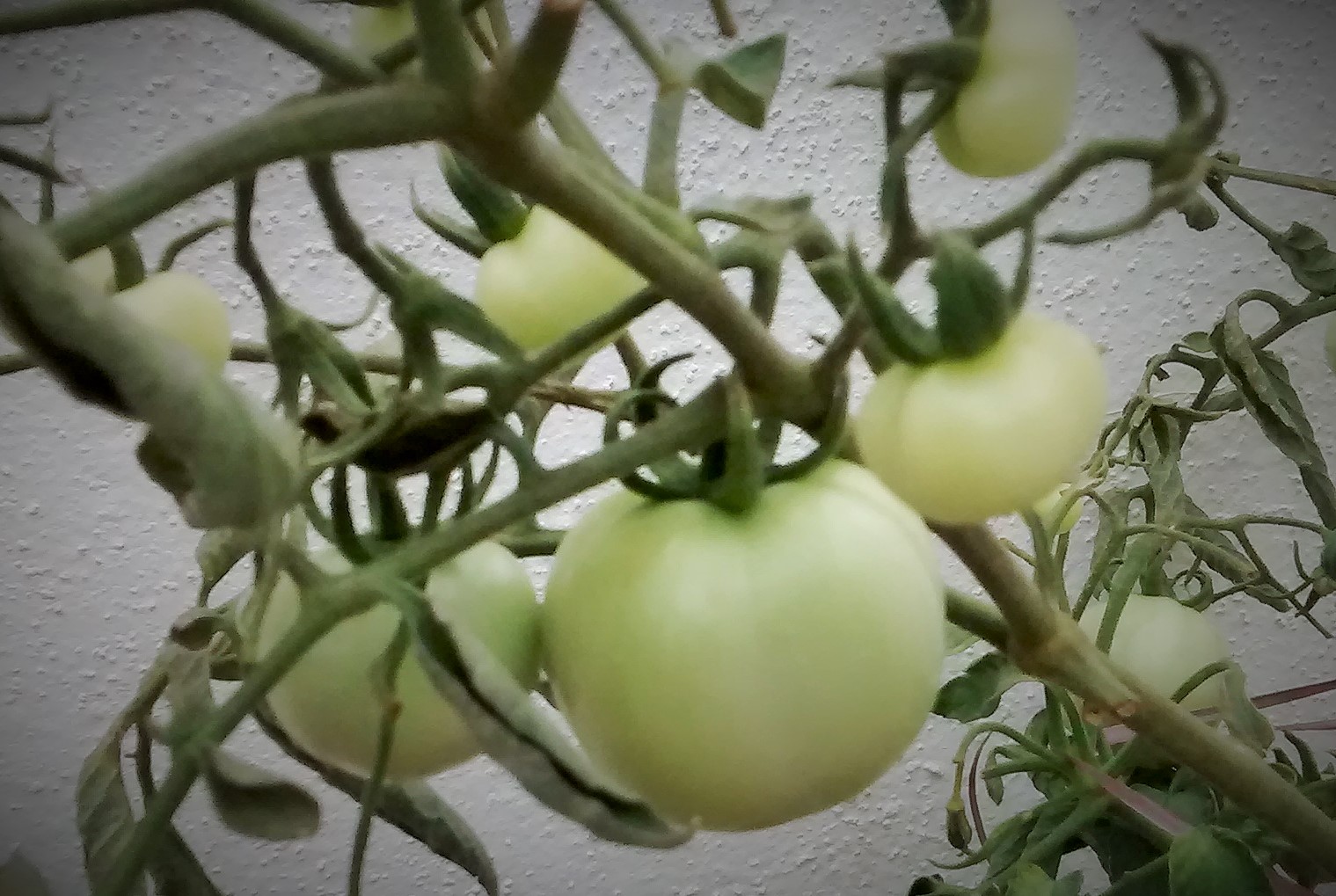 Tomatoes sofspic Tomatoes sofspic
