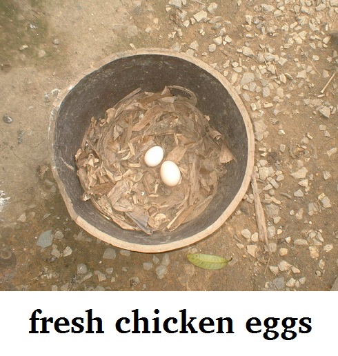 fresh chicken eggs