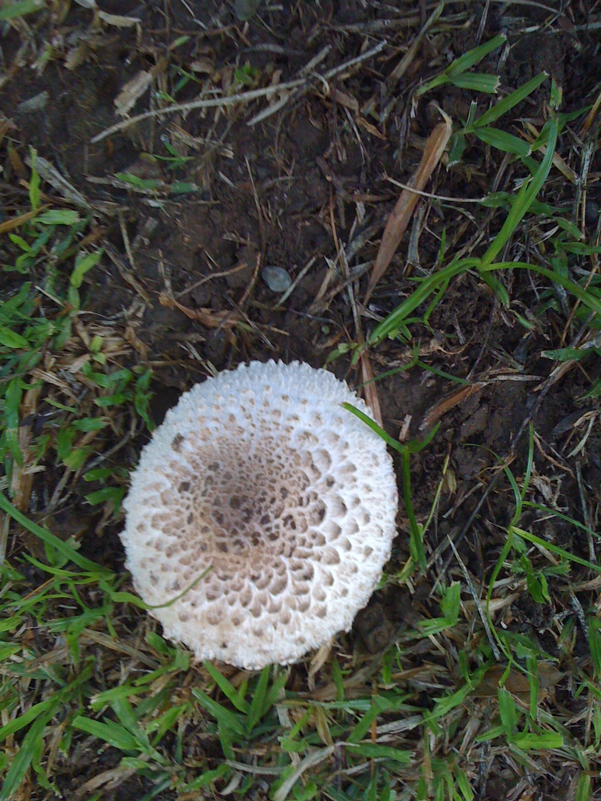 a mushroom in the cathedral a mushroom in the cathedral