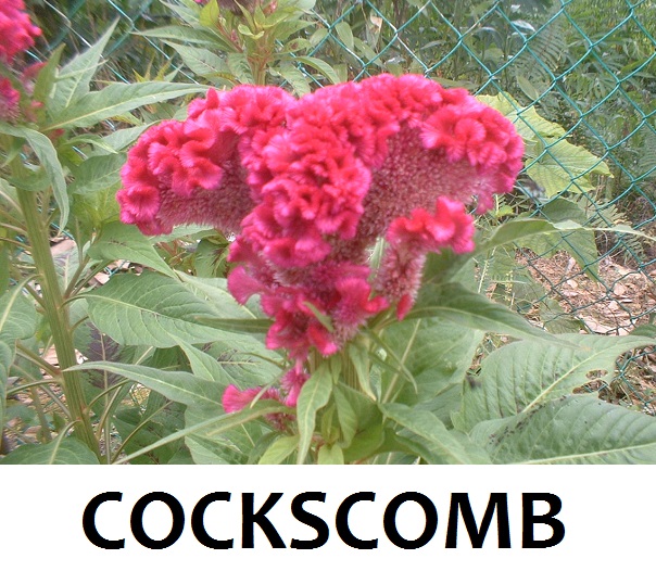 cockcomb