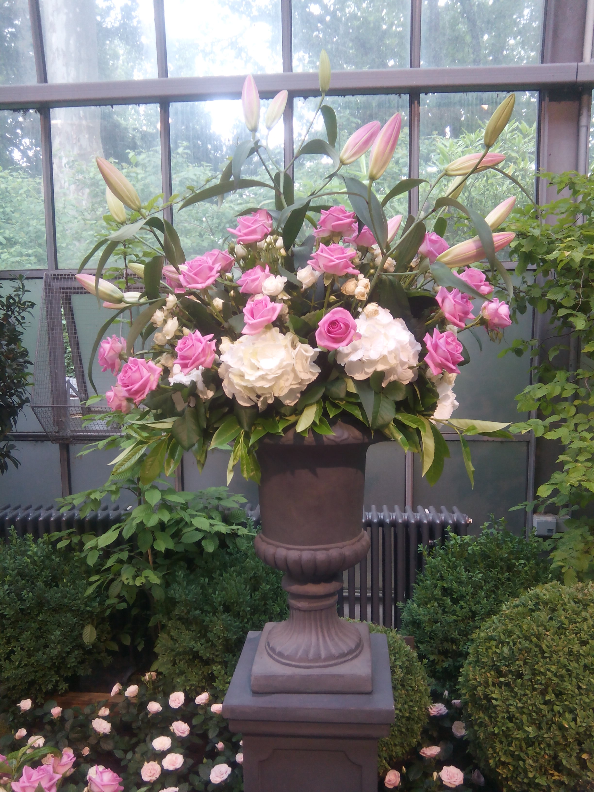 roses roses