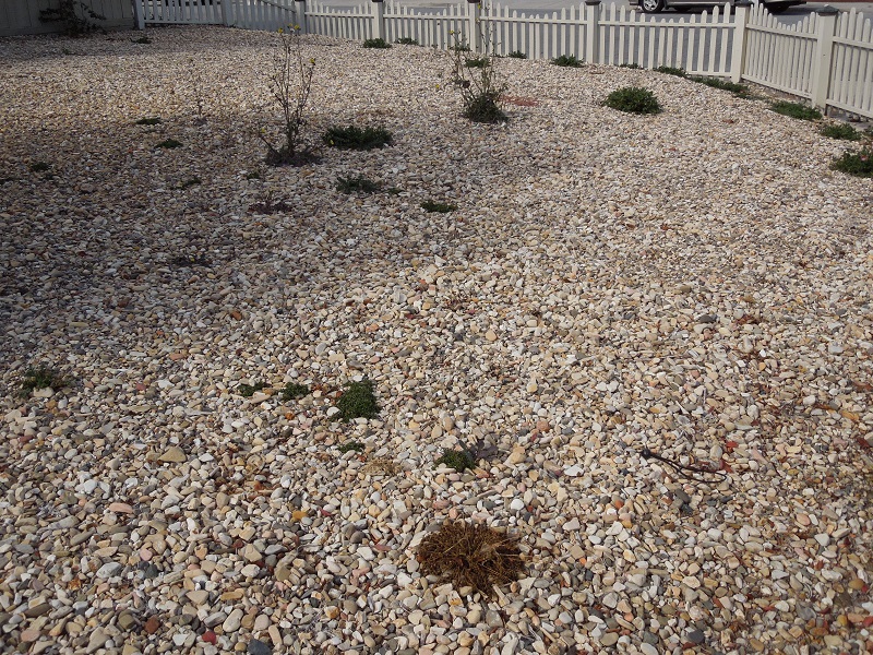 Weeds Growing through Rock Mulch
