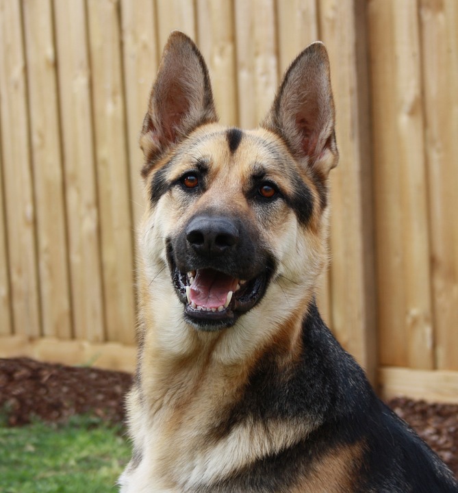 Photo of a German Shepherd Police Dog taken from Pixabay Photo of a German Shepherd Police Dog taken from Pixabay
