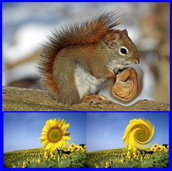 Image source: Sunflowers-SerifUK, Collage-Gus Kilthau Image source: Sunflowers-SerifUK, Collage-Gus Kilthau