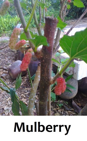 mulberry mulberry