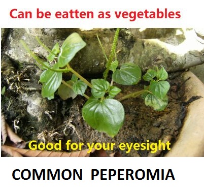 Common peperomia
