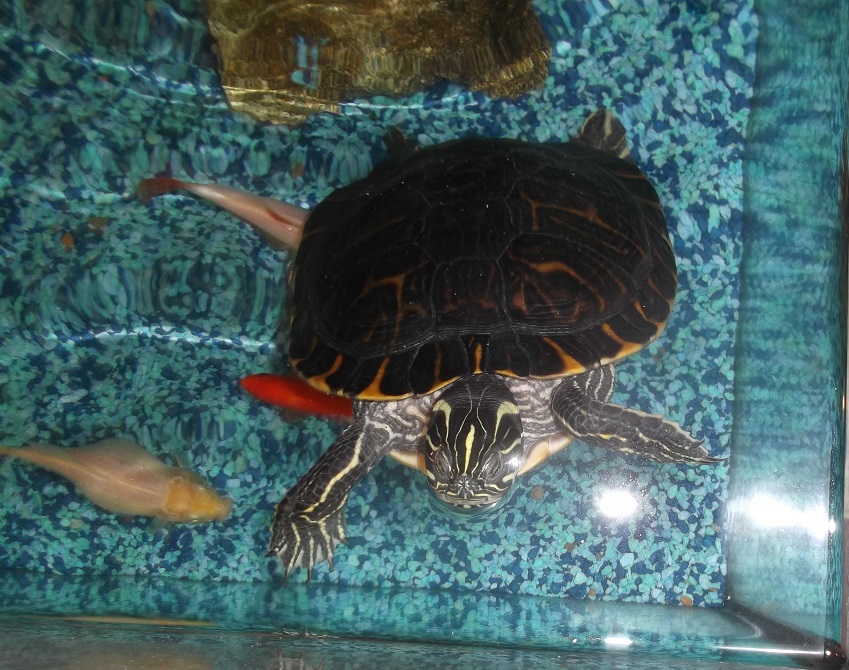 Gus, the 17-year old turtle that lives in the fish tank in the toddler room.