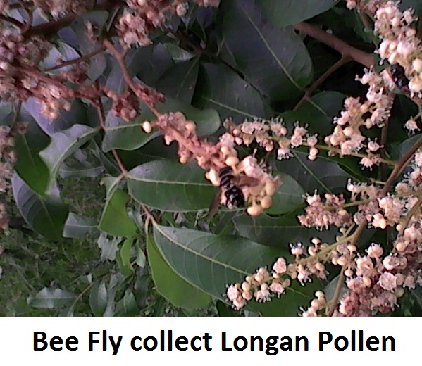 Bees Fly Bees Fly