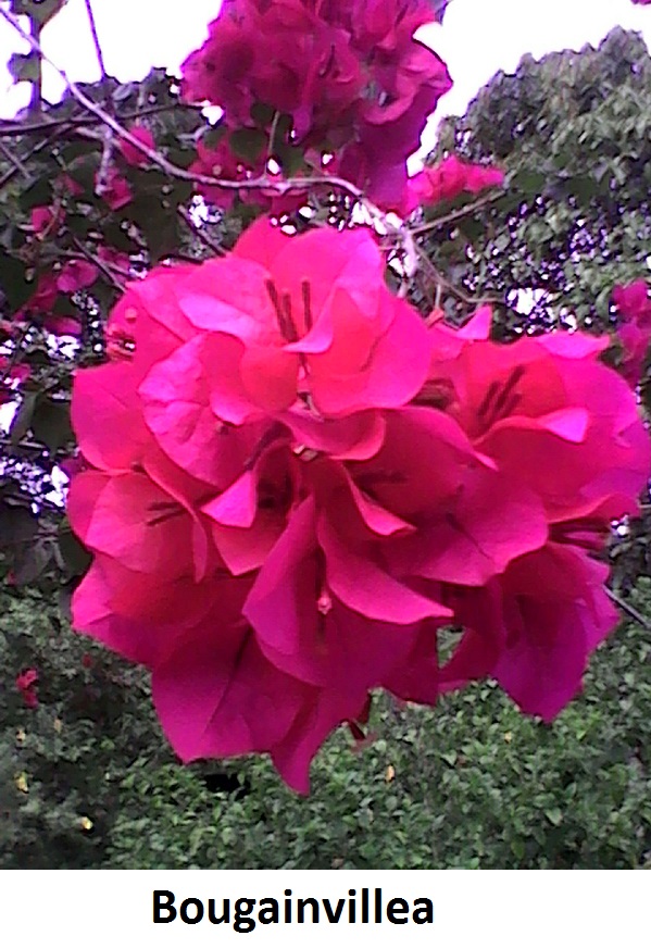Bougainvillea Bougainvillea