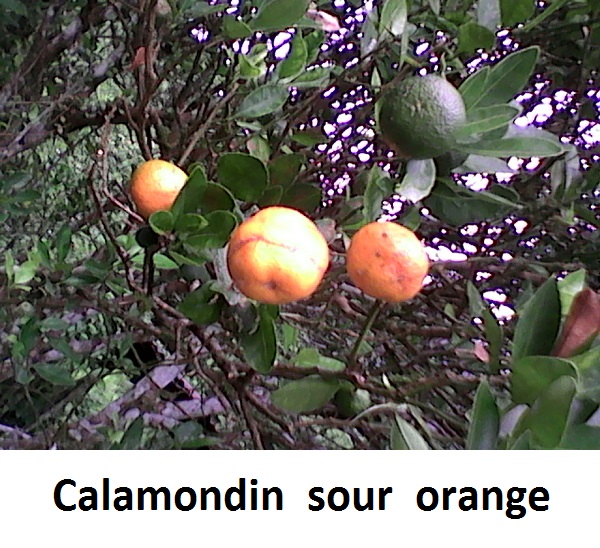 Calamondin Calamondin