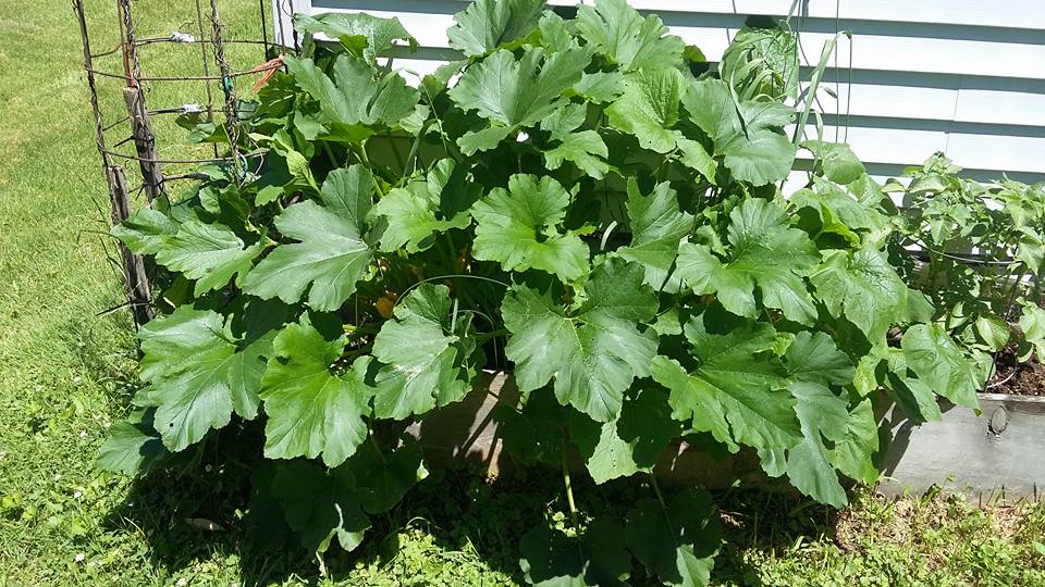 zucchini zucchini