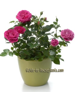 Miniature roses, Valentine's Day, Love Flowers