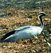 Demoiselle crane - This is a crane