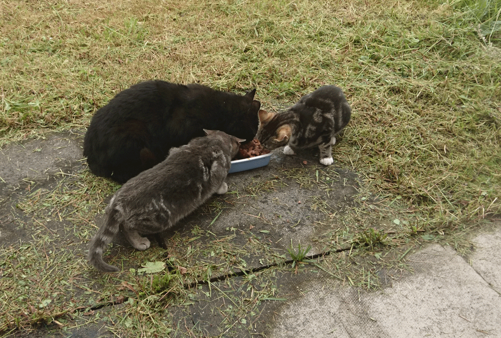 Cats feeding