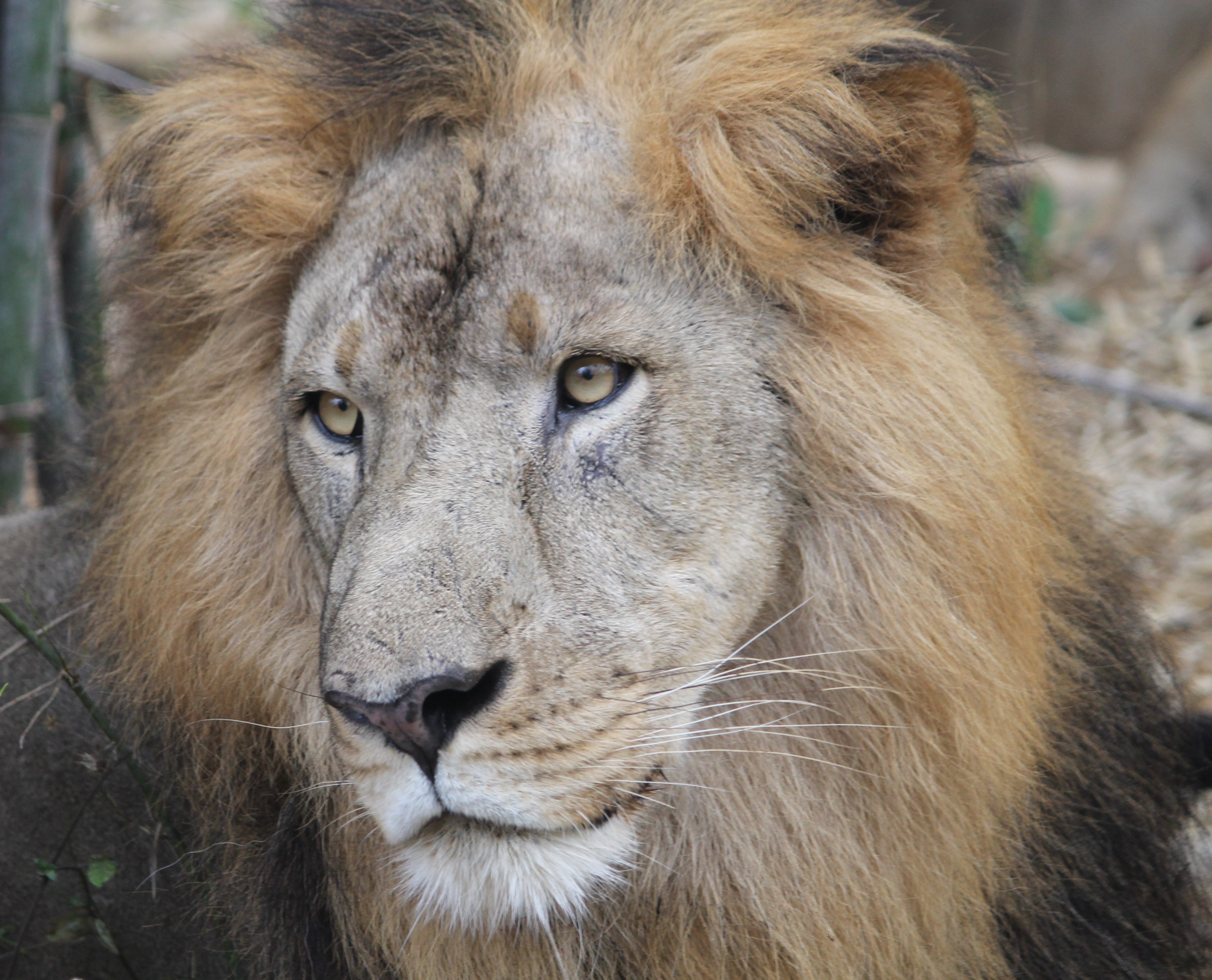 Asiatic Lion, sofspics