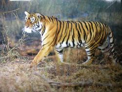 Tiger at Mysore Zoo, India - Photographed at Mysore Zoo, India