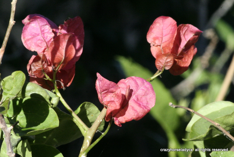 bougainvillea blossoms ~ crazyhorseladycx all rights reserved